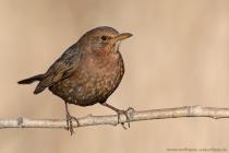Amsel